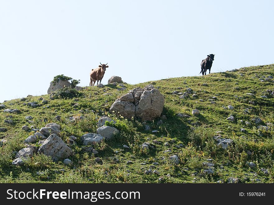 Cow silhouettes with horns in the mountains. Cow silhouettes with horns in the mountains.