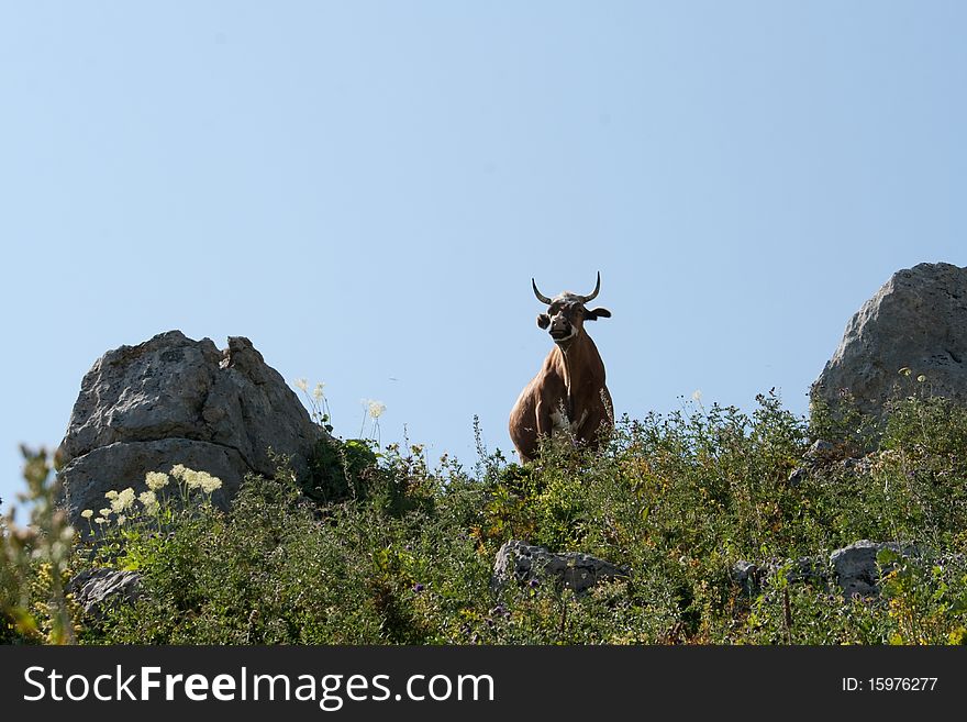 Cow silhouette with horns in the mountains. Cow silhouette with horns in the mountains.