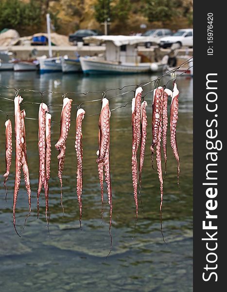 Fresh catch - drying octopus in a fishing port of Limenaria on Thasos Island, Greece.