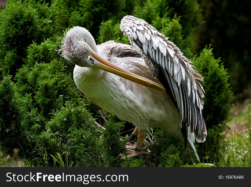 Closeup of a pelican cleaning itself