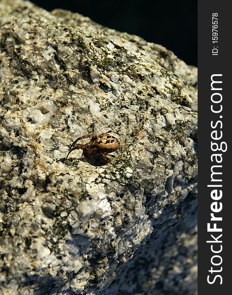 A brown spider sitting on a rock