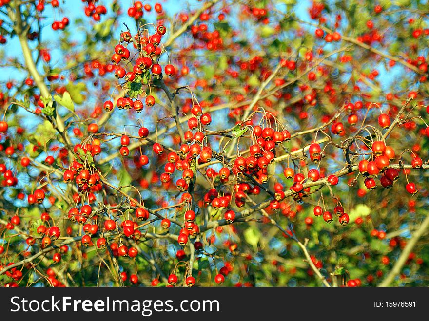 Red berries against autumn leaves background. Red berries against autumn leaves background