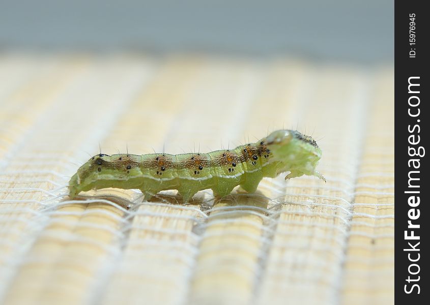 Green small caterpillar crawling, closeup