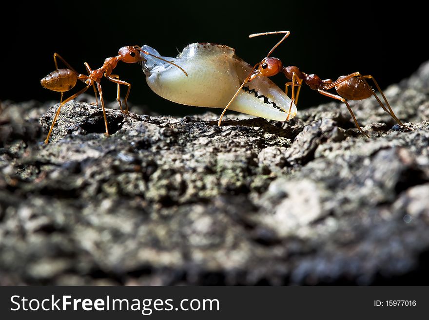 2 ants help to take their food to their home. 2 ants help to take their food to their home