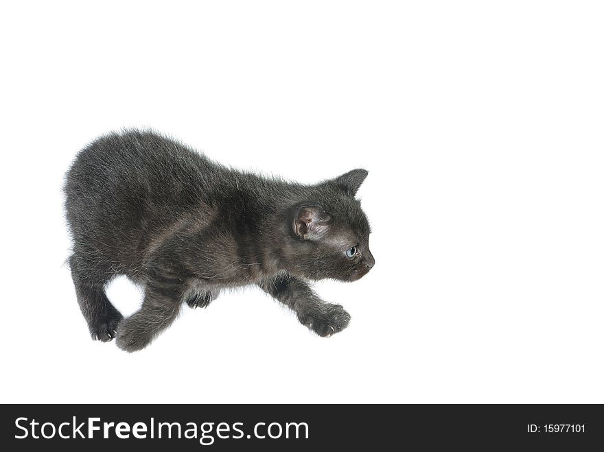 Young black cat on white background