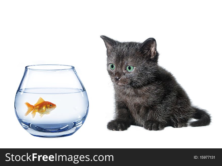 Young black cat and fish