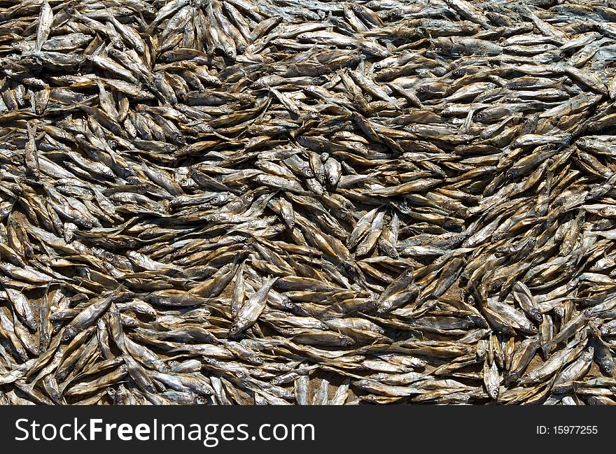 A lot of dead, dried fish out of water after the storm. A lot of dead, dried fish out of water after the storm