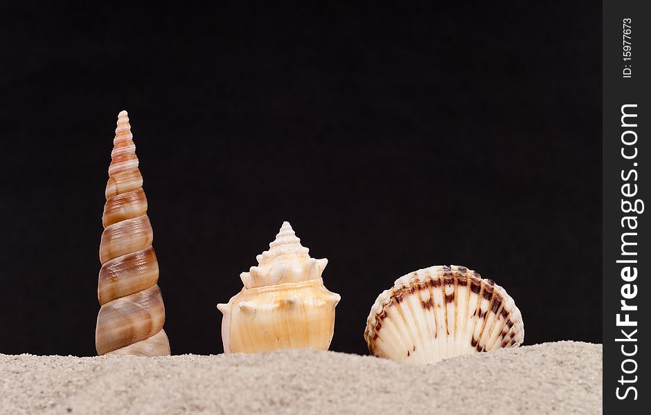 Three Protruding Shells on Sand With Black Background