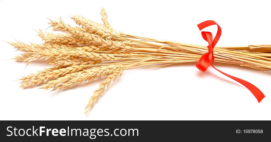 Ears of wheat tied with red ribbon. Ears of wheat tied with red ribbon