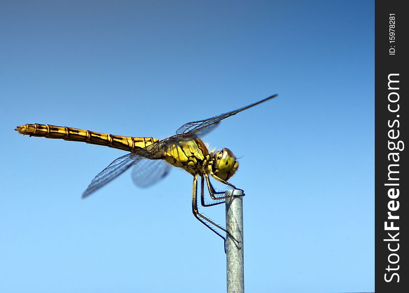 A Dragonfly holding onto a metal post