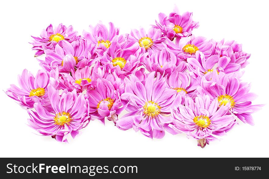 Pink daisies isolated on white background