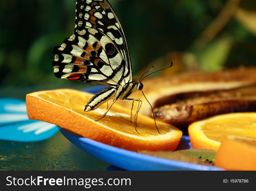 The butterfly on the piece of orange