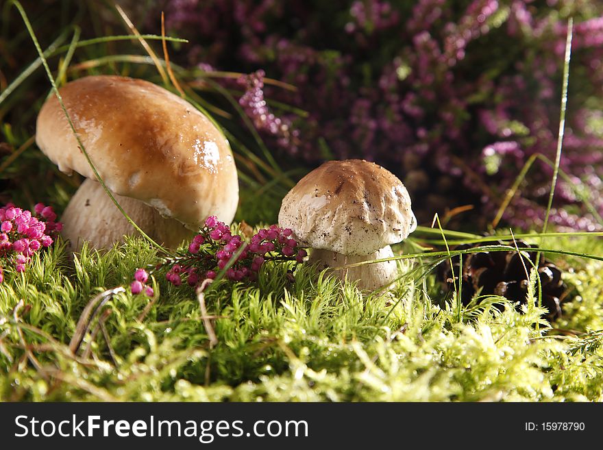 Very fresh mushrooms in the forest