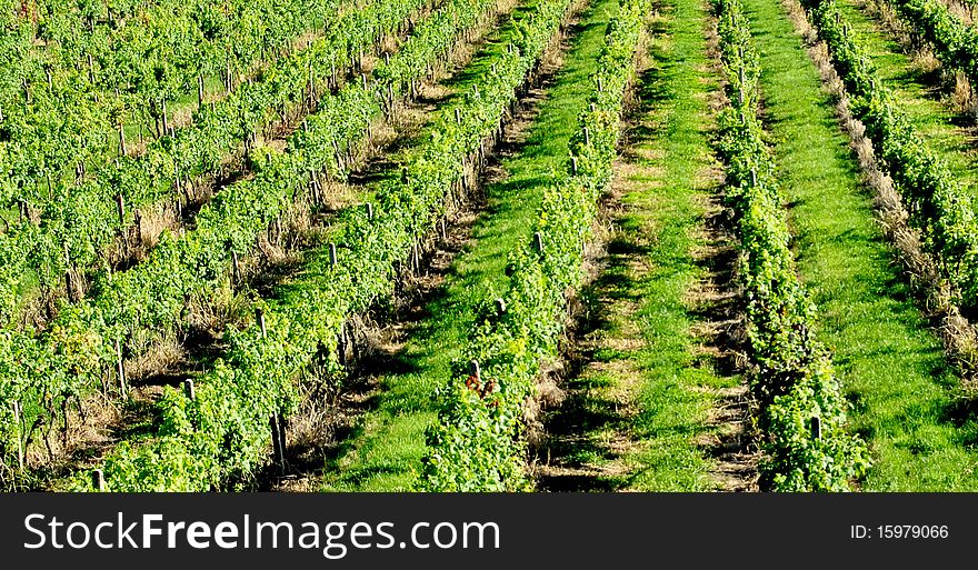 There are few lines of green vineyard.