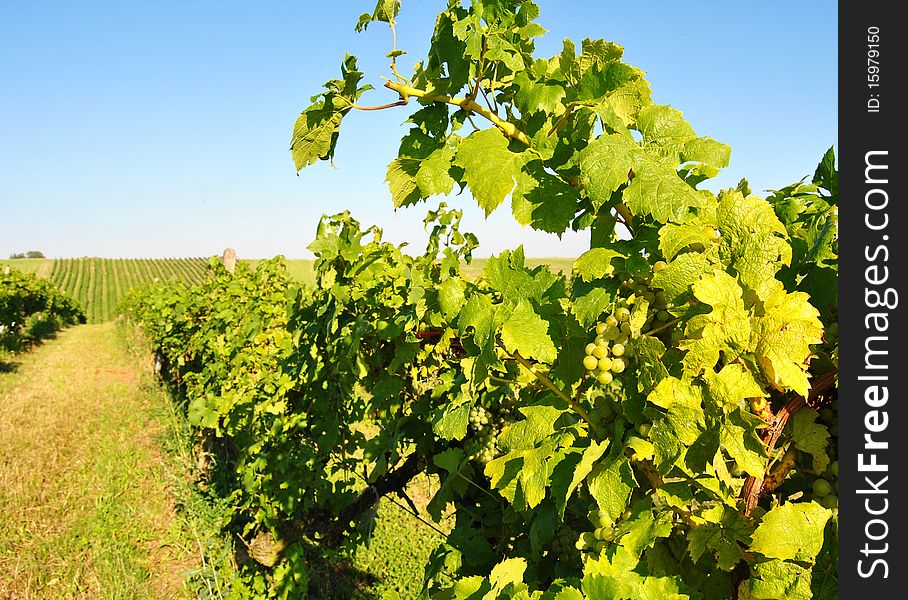 Vineyard In Summer