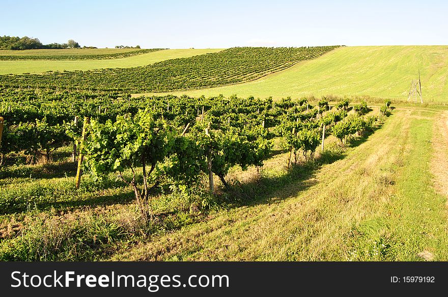 Vineyard In Summer