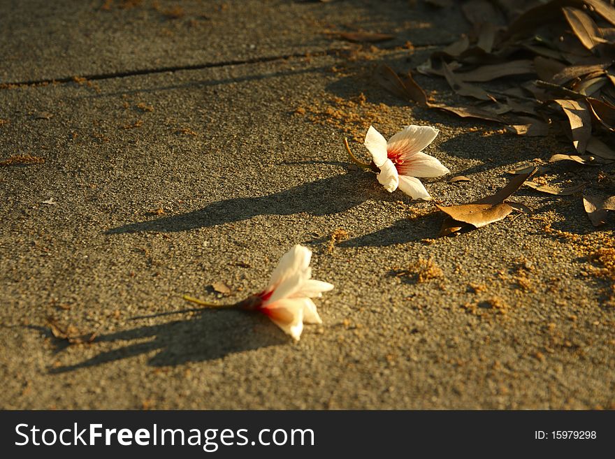Two cherry blossoms laying on the ground next to last autumn foliage. Two cherry blossoms laying on the ground next to last autumn foliage.