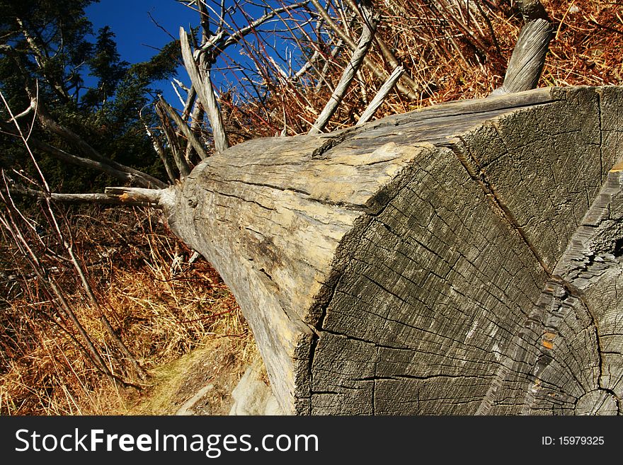 An old fallen tree on a way to Clingmans Dome at Great Smoky Mountains National Park.
