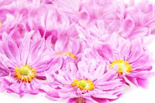 Pink Daisies With Rain Drops Royalty Free Stock Image Pink Daisies With Rain Drops Royalty Free Stock Image