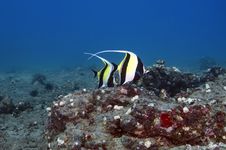 Moorish Idols Royalty Free Stock Photos Moorish Idols Royalty Free Stock Photos