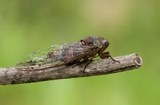 Cicada Royalty Free Stock Images Cicada Royalty Free Stock Images