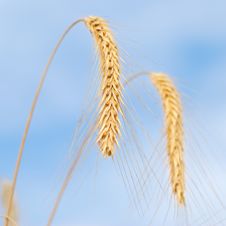 Close-up Of Wheat On Sky Background Royalty Free Stock Photos Close-up Of Wheat On Sky Background Royalty Free Stock Photos