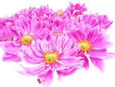 Pink Daisies In Detail Stock Images Pink Daisies In Detail Stock Images