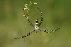 Spider Royalty Free Stock Photography