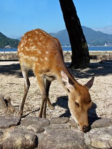 Deer In Miyajima Royalty Free Stock Photos