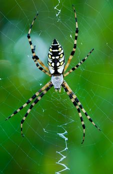 Garden Spider Stock Images