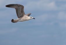 Flying Yellow-legged Gull Royalty Free Stock Photo