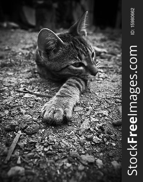 Sleeping kitten in the yard. Black and white