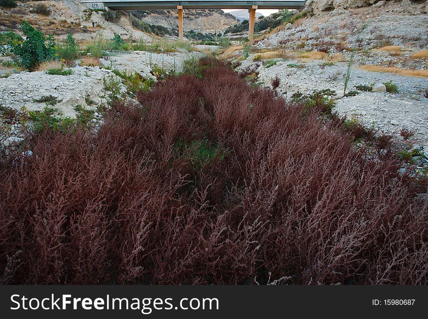 Plants growing in a dried up river bed during the drought in Cyprus