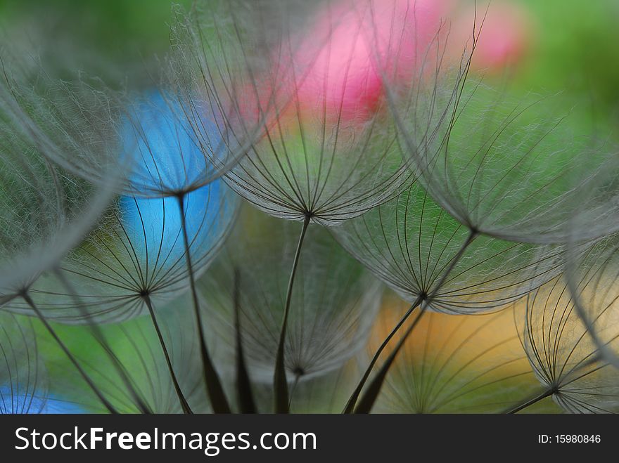 Dandelion seeds against natural blur background