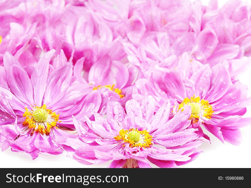 Pink Daisies With Rain Drops