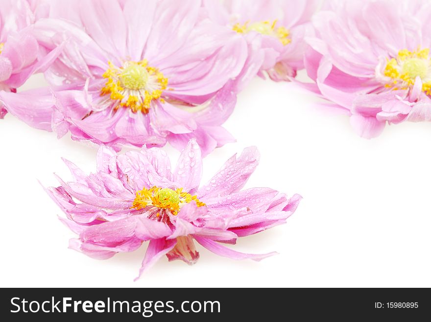 Pink daisies with drops isolated on white. Pink daisies with drops isolated on white