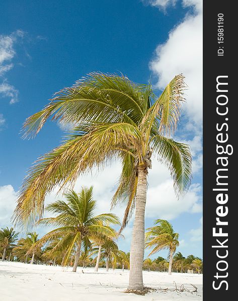 Palm in Caribbean beach with crystal-clear water