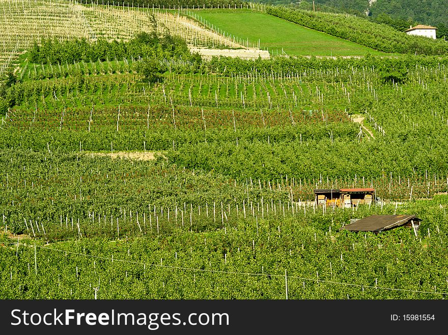 Fields of apples in a day of summer in the mountains of Trentino cultivated with green apples and red