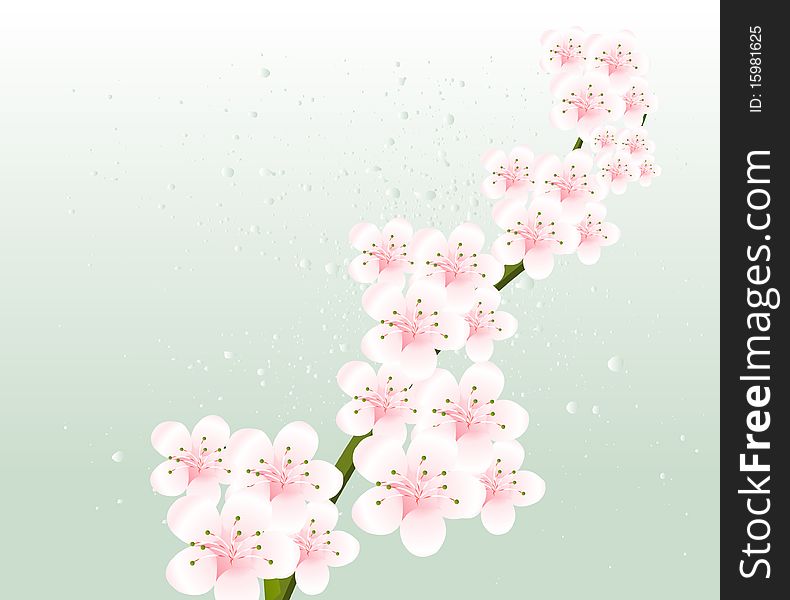 Apricot and Cherries blossoms Illustration. Apricot and Cherries blossoms Illustration.