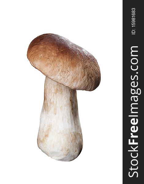 Boletus Mushroom Isolated On White