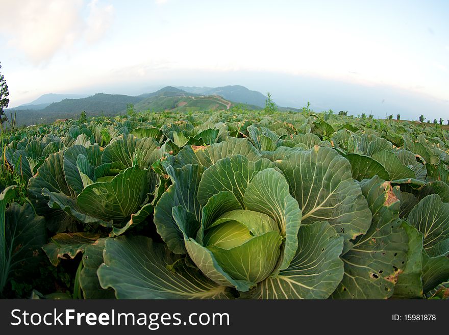 Large Cabbage garden in Phu-Tubberg Thailand