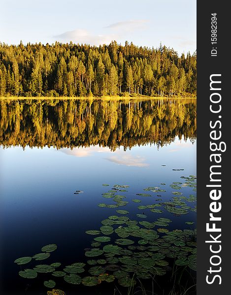 Water lake mirroring trees under a blue sky