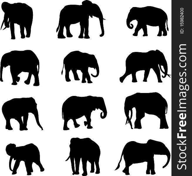 The world s three kinds of elephants