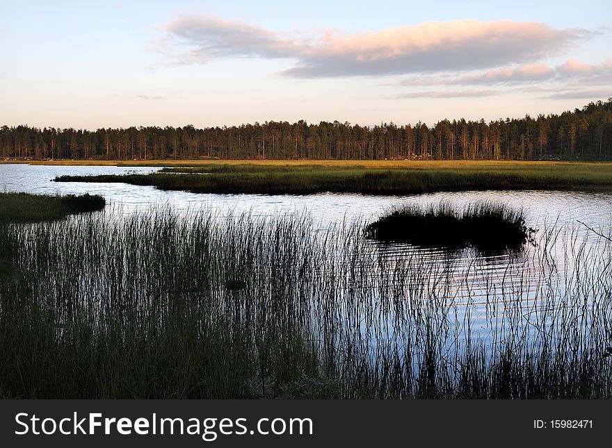 North european forest close to a lake. North european forest close to a lake