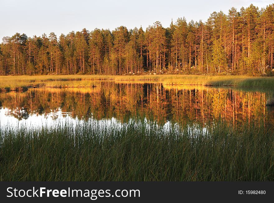 North european forest close to a lake. North european forest close to a lake