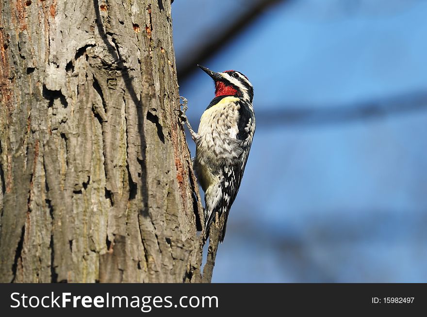 Closeup of a Downey Woodpecker