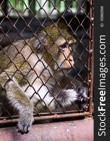 Monkey in steel cage at the zoo. Monkey in steel cage at the zoo