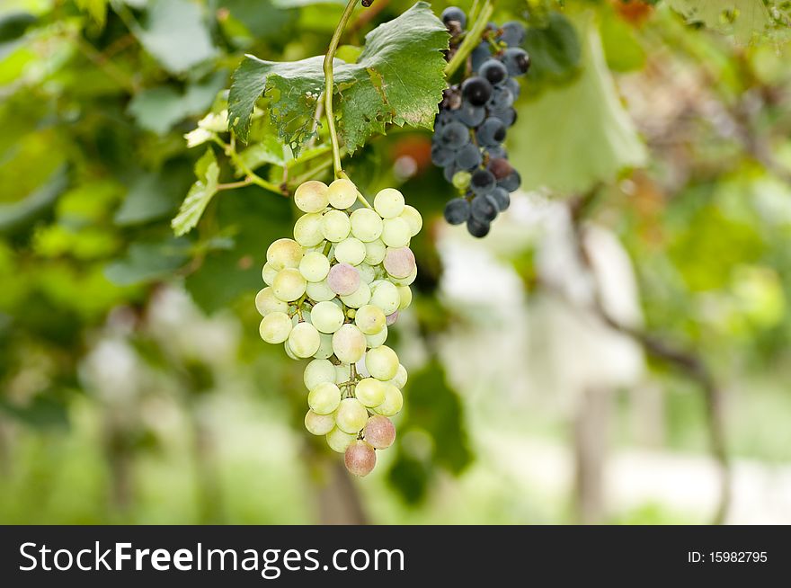 The fresh grape in the orchard