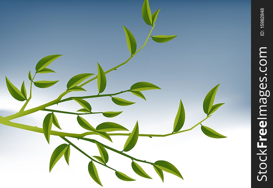 Tree Branch with Green Leaves . Tree Branch with Green Leaves .