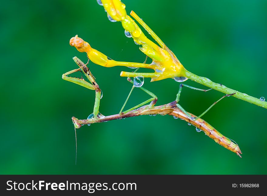 A praying mantis waiting under yellow flowers to ambush prey